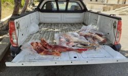 ضبط و معدوم سازی بیش از ۶ تن مواد خام دامی فاسد در لرستان