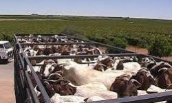 جریمه بیش از ۵ میلیاردی برای قاچاقچی دام زنده در لرستان