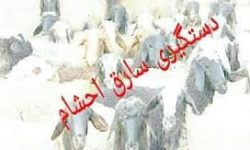 دستگیری سارق احشام در الیگودرز