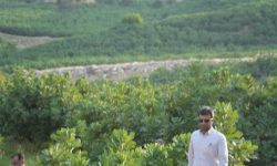 ضرورت رفع مشکلات باغداران انجیر معمولان