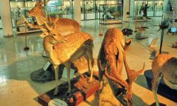 راه‌اندازی اولین موزه مجازی تاریخ طبیعی کشور در لرستان