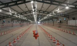 افتتاح مرغداری گوشتی ۳۰ هزار قطعه ای کوهدشت