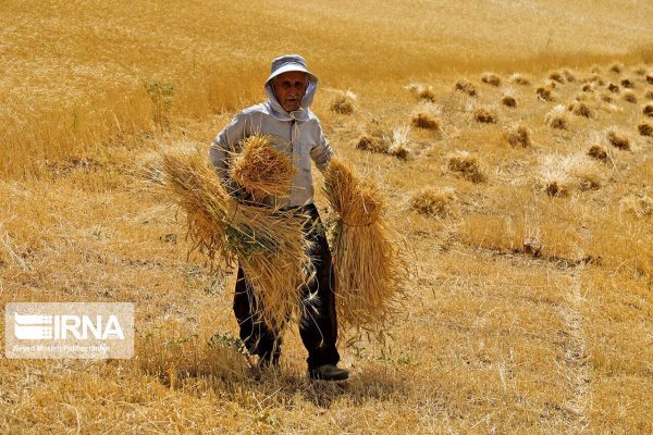 خریداری بیش از ۲۳۱  هزار تن گندم از کشاورزان لرستان