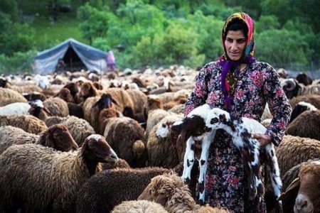 نوای زندگی عشایر در کوه و دشت لرستان