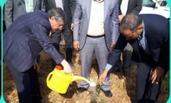 کاشت نهال در بام لرستان توسط استاندار