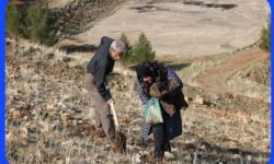 برگزاری پویش سراسری درختکاری «به نام پدر» همزمان در سراسر کشور در مجموعه بام خرم آباد