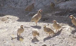 رهاسازی ۸ قطعه کبک وحشی در طبیعت لرستان