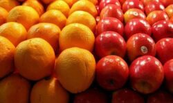 ذخیره سازی ۲۰ هزارتن سیب و پرتقال دراستان ها