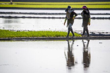 کشت بی‌رویه برنج در استان‌های کم‌آب؛ سیاست‌های تشویقی ناکام ماند