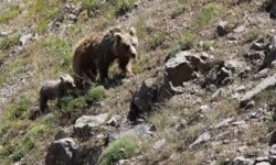 تکذیب حمله دوباره خرس به چند تن از اهالی منطقه بسطام