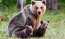 حمله دوباره خرس معروف به اهالی منطقه بسطام