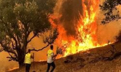 هور و مور وحوش در آتش و گوش ناشنوای مسئولان