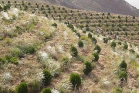 جنگل‌سازی خودجوش در «سپیده گل‌گل» کوهدشت