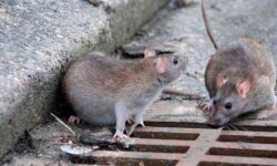 چالش جدی افزایش جمعیت موش در خرم‌آباد