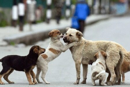 سایه سنگین سگ‌های بی‌صاحب بر امنیت کودکان