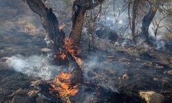 هشدار دادستان عمومی و انقلاب لرستان به تخریب‌کنندگان منابع طبیعی