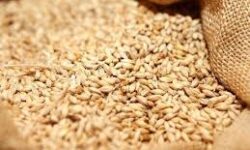 گندم نان مورد نیاز کشور تا سال آینده تامین است