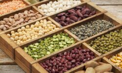 آغاز برداشت، قیمت حبوبات را در بازار کاهش داد