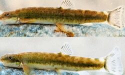 شناسایی گونه جدید سگ‌ماهی در رودخانه قلیان الیگودرز