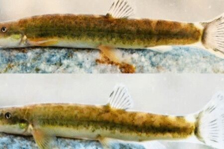 شناسایی گونه جدید سگ‌ماهی در رودخانه قلیان الیگودرز