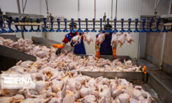 قیمت مصوب مرغ و تخم مرغ تا پایان سالجاری تغییر نمی کند