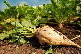 جریمه ۱۴۲ میلیارد ریالی، محصول قاچاق بذر چغندر در کوهدشت