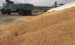 کشف انبار احتکار ۳۰ میلیارد تومان نهاده دامی در لرستان