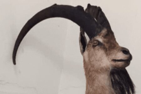 کشف تاکسیدرمی بز کوهی در خرم‌آباد