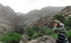 محکومان قضایی در احیای منابع طبیعی مشارکت می‌کنند