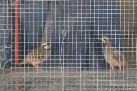کشف ۱۳ پرنده از منزل یک متخلف زیست‌محیطی در خرم‌آباد
