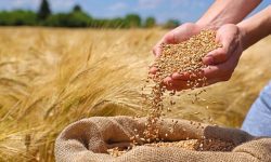 خرید بیش از ۱۶۸ هزار تن گندم از کشاورزان لرستانی