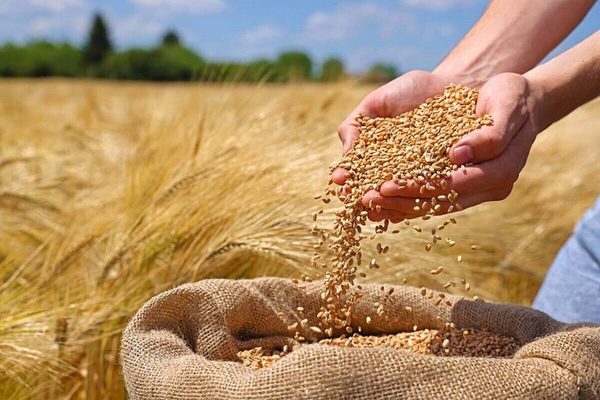 خرید بیش از ۱۶۸ هزار تن گندم از کشاورزان لرستانی